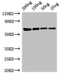 mutL Antibody