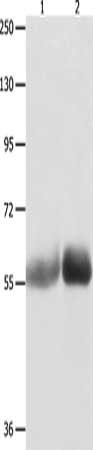 MUTYH Antibody