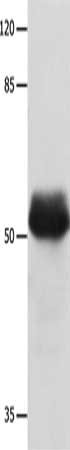 MUTYH Antibody