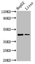 MVD Antibody
