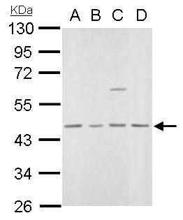 mevalonate diphosphate decarboxylase Antibody