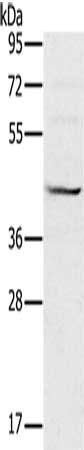 MVK antibody