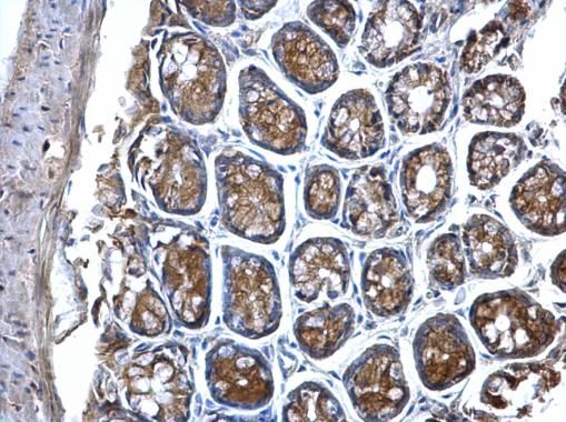 MVP/LRP antibody