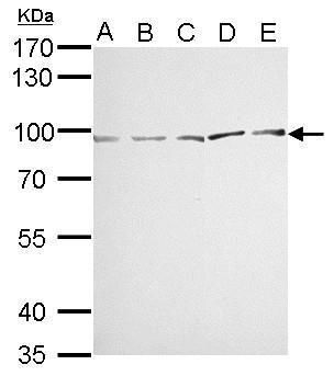 major vault protein Antibody