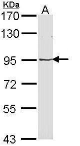 major vault protein Antibody