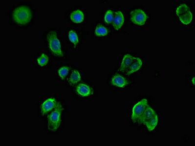 MX1 antibody