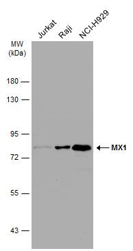 MX1 antibody [N2C2], Internal