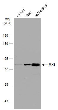 MX1 antibody