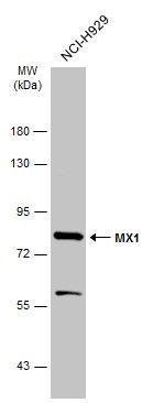MX dynamin like GTPase 1 Antibody