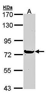 MX1 antibody