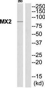MX2 Antibody