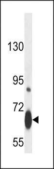 Myb Sumoylation Site antibody