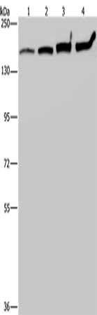 MYBBP1A antibody