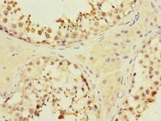 MYBL1 Antibody