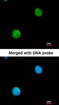 MYBPC2 antibody