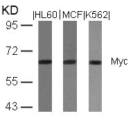 MYC Antibody