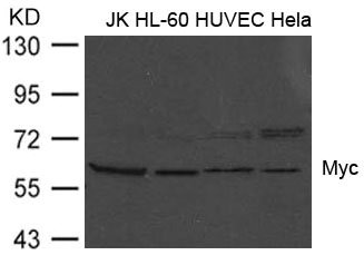 MYC Antibody