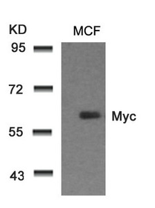 MYC (Ab-58) antibody