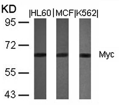 Myc (Ab-358) Antibody