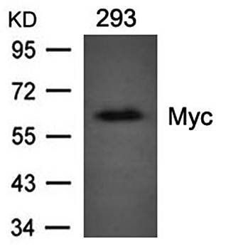 Myc Mouse Monoclnal Antibody