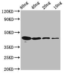 mycn Antibody
