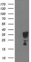 MYD88 Antibody