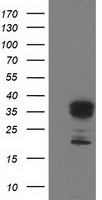 MYD88 Antibody