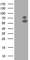MYD88 Antibody