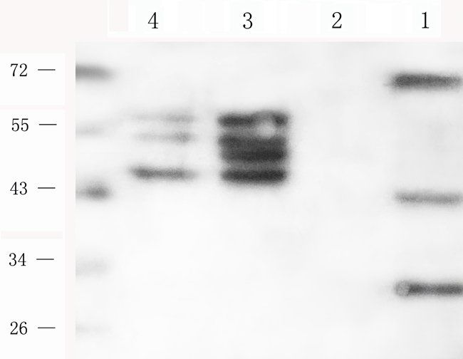 MYD88 antibody