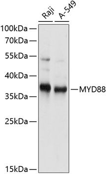 MYD88 antibody