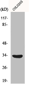 MYD88 Antibody