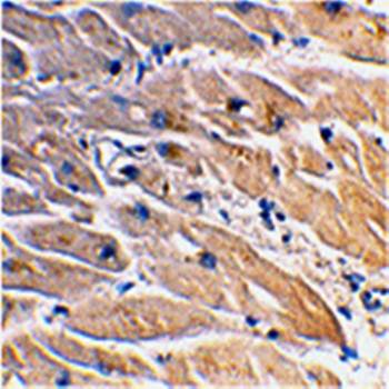 MYD88 Antibody
