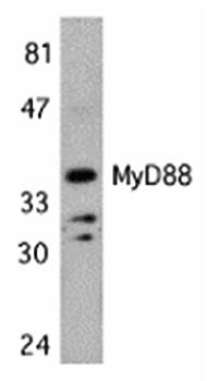 MYD88 Antibody