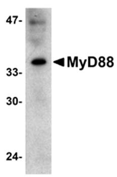 MYD88 Antibody