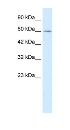 MYEF2 antibody