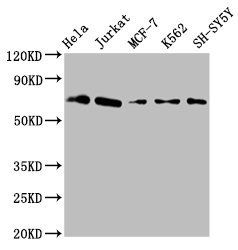 MAG Antibody