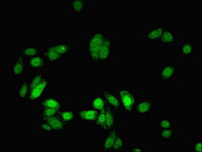 Myelin expression factor 2 antibody