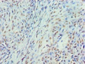 MYEF2 Antibody