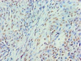 Myelin expression factor 2 antibody