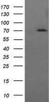 Myeloid leukemia factor 1 Antibody