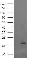 Myeloid leukemia factor 1 Antibody