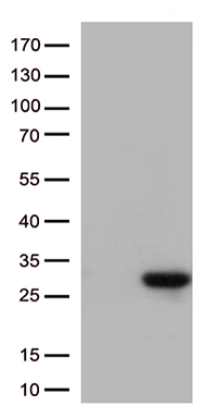 Myeloid leukemia factor 1 Antibody