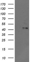 Myeloid leukemia factor 1 Antibody