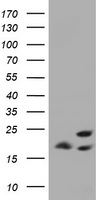 Myeloid leukemia factor 1 Antibody
