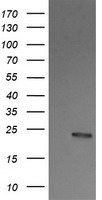 MLF1 Antibody