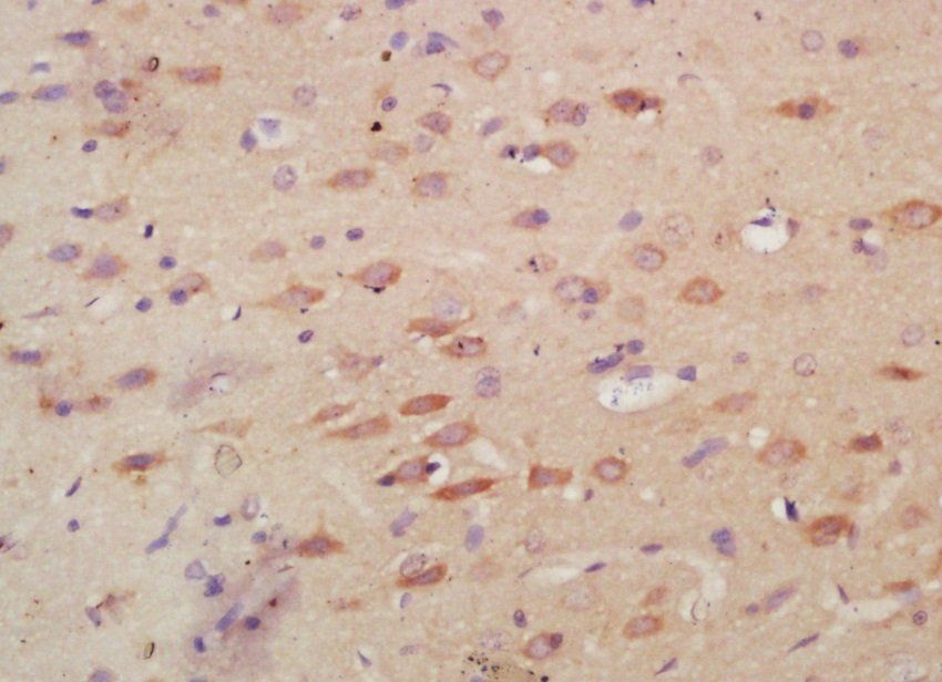 Myeloperoxidase antibody