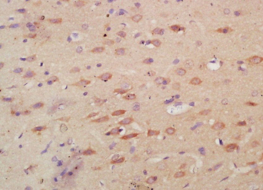 Myeloperoxidase antibody