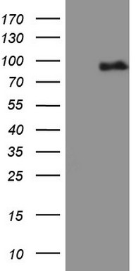 MYF5 Antibody