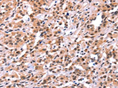 MYF5 Antibody