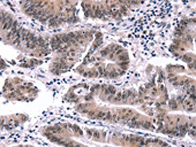 MYF5 Antibody